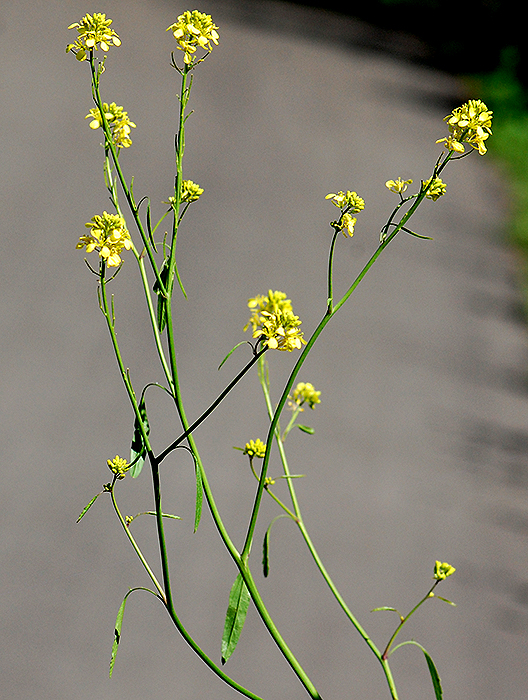 part of an inflorescence