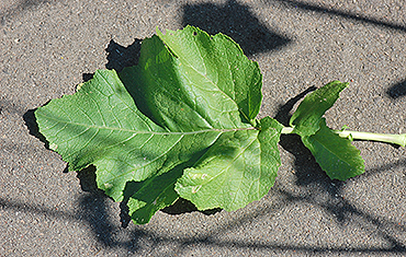 leaf