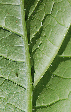 Leaf underside