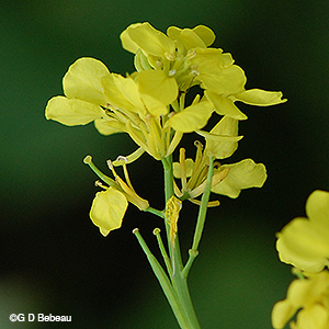 seed pods forming
