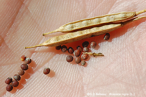 Seeds