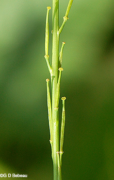 seed pods
