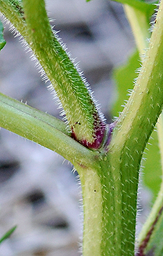 lower stem with hair