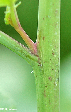 stem without hair