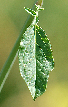 Upper stem leaf