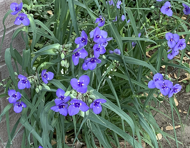 Bluejacket plant clump