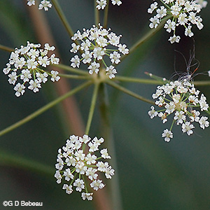 Bulblet Water Hemlock flowers