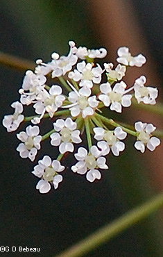 flower detail