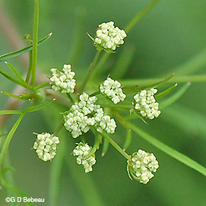 Bulblet Water Hemlock new flower umbel