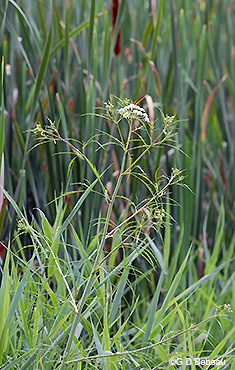Bulblet Water Hemlock plant
