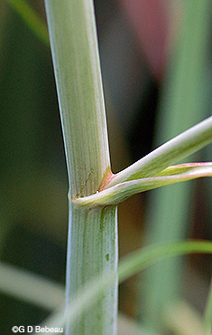 Bulblet Water Hemlock stem