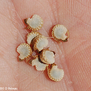 seed