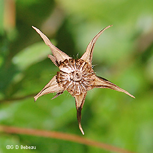 seedhead