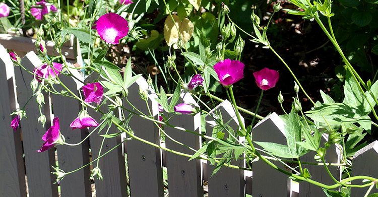 poppy mallow on fence