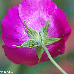 Flower Calyx