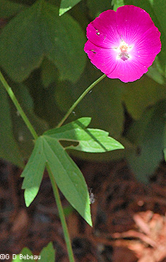 Inflorescence
