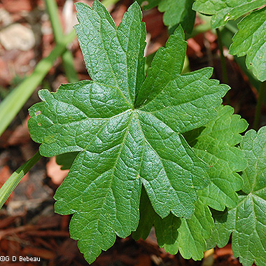 Lower Leaf