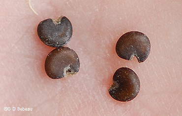 seeds