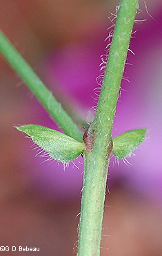 Stem and stipule