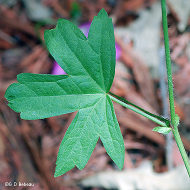 Upper Leaf
