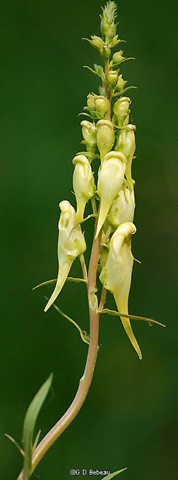inflorescence