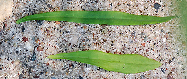 stem leaves