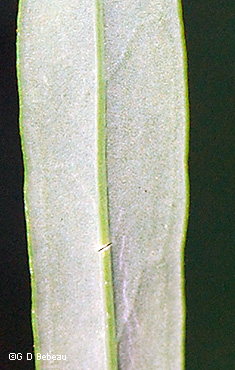 leaf underside
