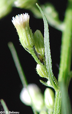 calyx