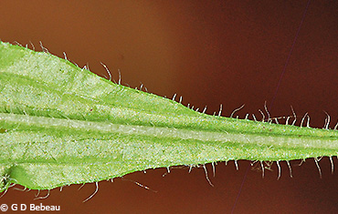 Leaf underside