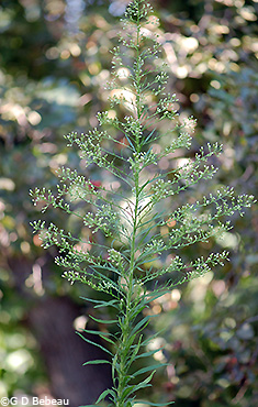 panicle