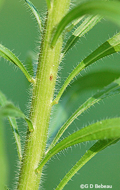 stem