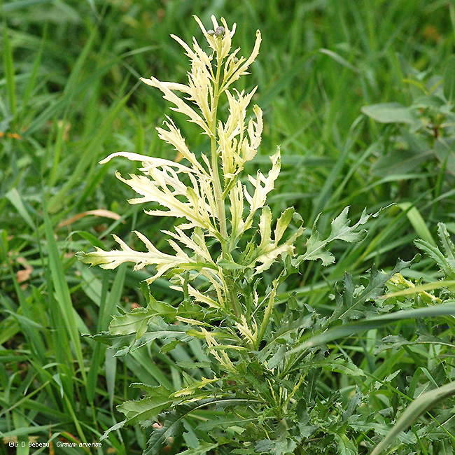plant with bleached top
