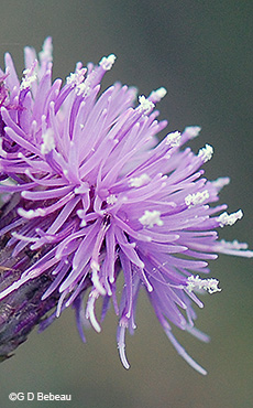 flower head of male flowers
