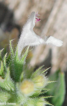 Flower side view