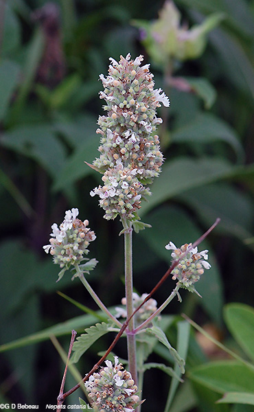 Catnip plant