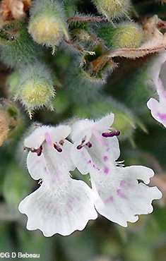 Catnip flower