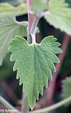 catnip leaf