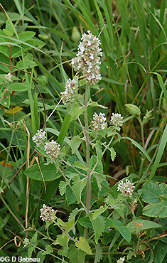 Catnip plant