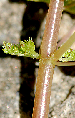 stem