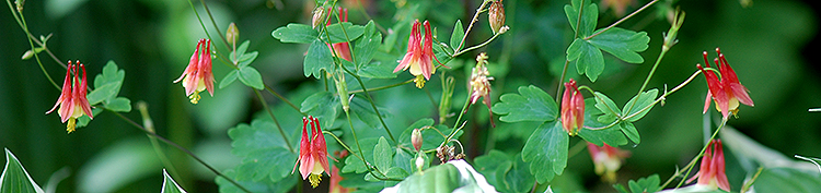 Columbine