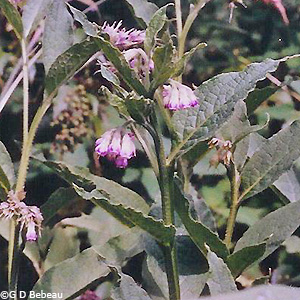 1999 Garden photo