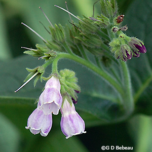 inflorescence