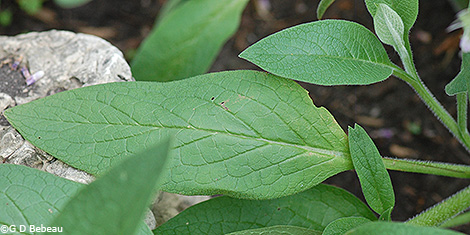 leaf