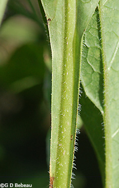 Wing on leaf