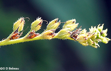 seed heads
