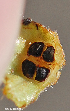 seeds