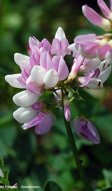 Crown Vetch