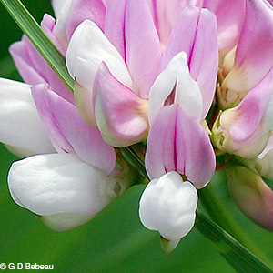 Crown Vetch flower