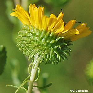 Curly-cup gumweed flower bracts