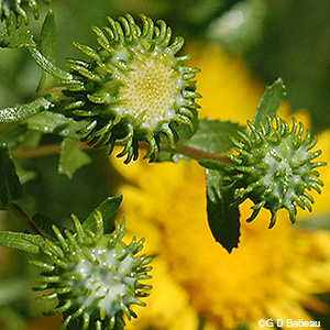 Curly-cup Gumweed buds